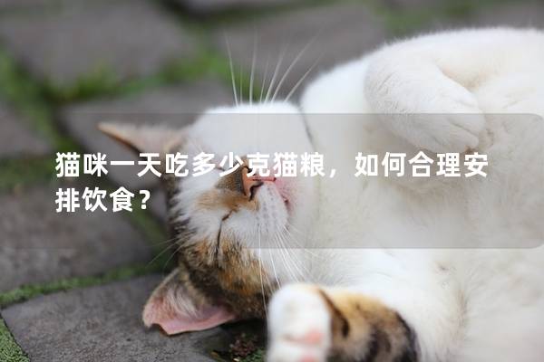 猫咪一天吃多少克猫粮，如何合理安排饮食？