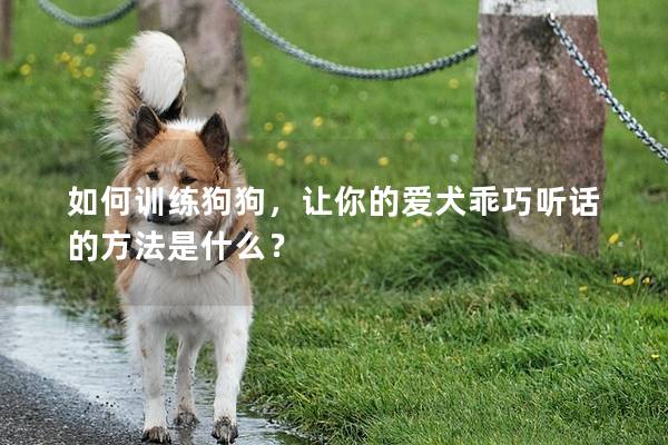 如何训练狗狗，让你的爱犬乖巧听话的方法是什么？