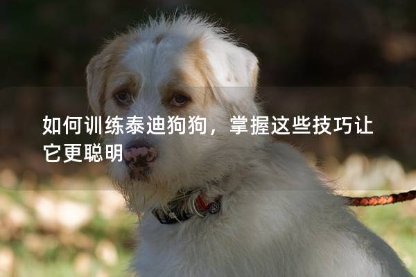 如何训练泰迪狗狗，掌握这些技巧让它更聪明