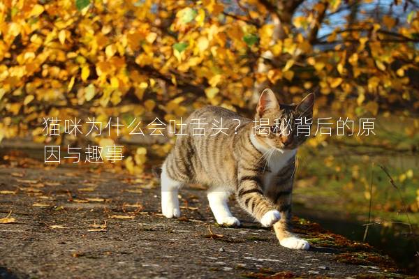 猫咪为什么会吐舌头？揭秘背后的原因与趣事