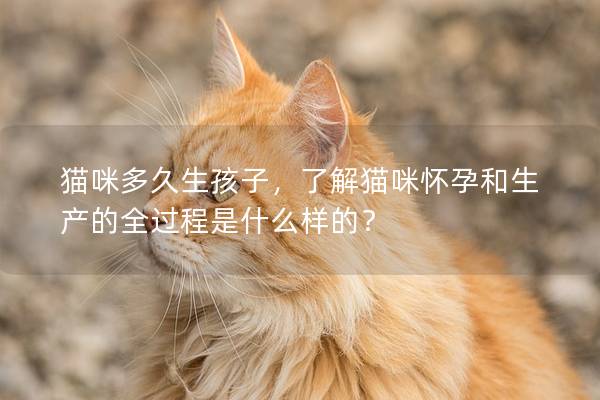 猫咪多久生孩子，了解猫咪怀孕和生产的全过程是什么样的？