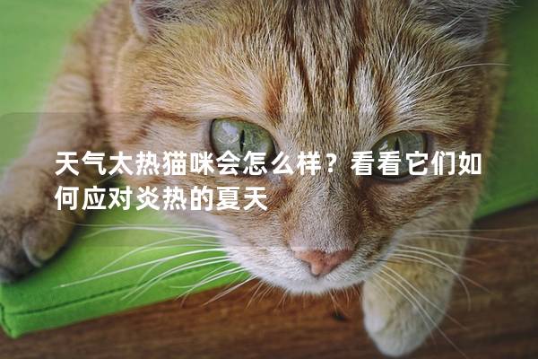 天气太热猫咪会怎么样？看看它们如何应对炎热的夏天