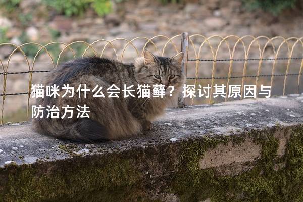 猫咪为什么会长猫藓？探讨其原因与防治方法