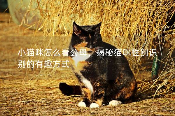 小猫咪怎么看公母，揭秘猫咪性别识别的有趣方式