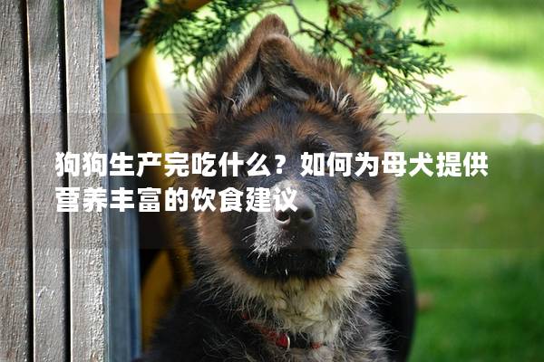 狗狗生产完吃什么？如何为母犬提供营养丰富的饮食建议