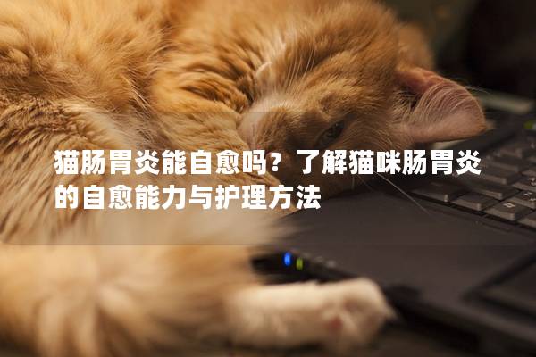 猫肠胃炎能自愈吗？了解猫咪肠胃炎的自愈能力与护理方法