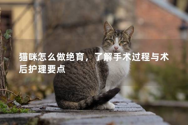 猫咪怎么做绝育，了解手术过程与术后护理要点