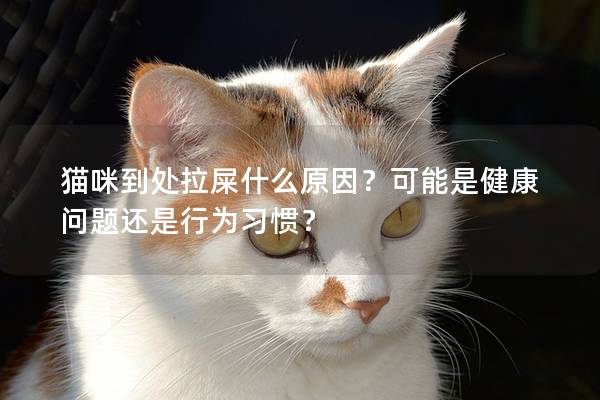 猫咪到处拉屎什么原因？可能是健康问题还是行为习惯？