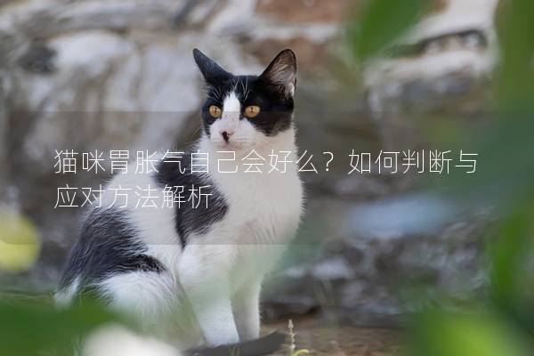 猫咪胃胀气自己会好么？如何判断与应对方法解析