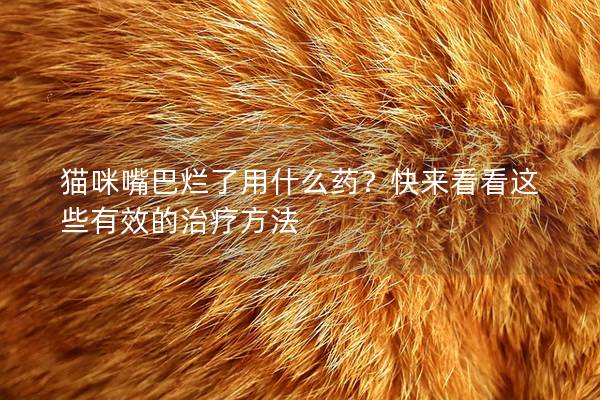 猫咪嘴巴烂了用什么药？快来看看这些有效的治疗方法