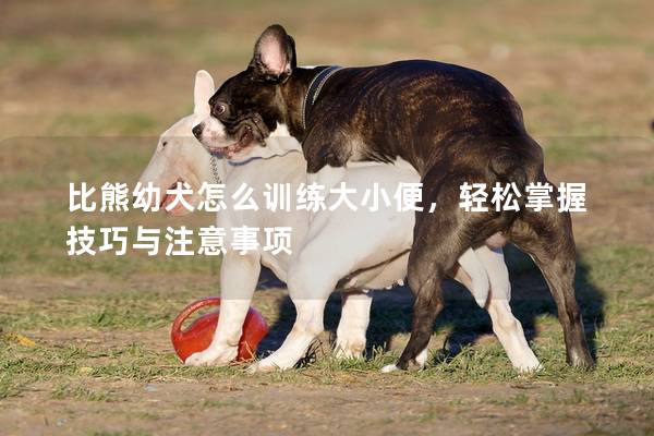 比熊幼犬怎么训练大小便，轻松掌握技巧与注意事项