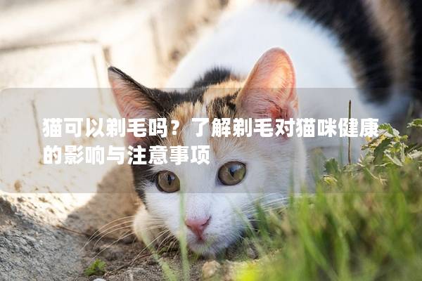 猫可以剃毛吗？了解剃毛对猫咪健康的影响与注意事项