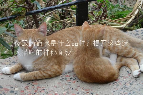 蓝眼睛猫咪是什么品种？揭开这些迷人猫咪的神秘面纱