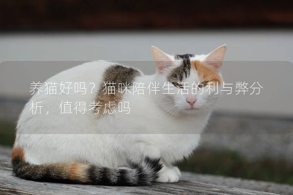 养猫好吗？猫咪陪伴生活的利与弊分析，值得考虑吗