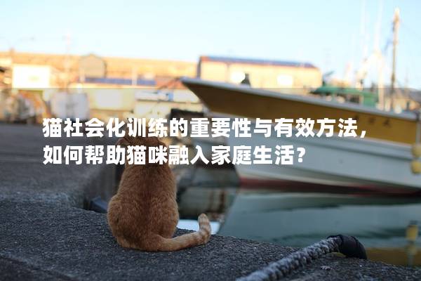 猫社会化训练的重要性与有效方法，如何帮助猫咪融入家庭生活？