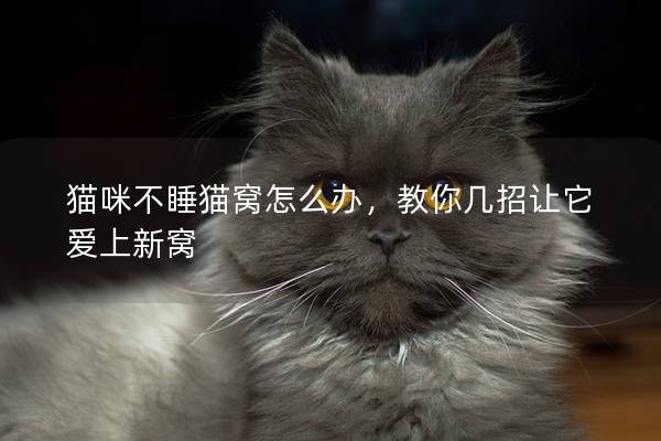 猫咪不睡猫窝怎么办，教你几招让它爱上新窝