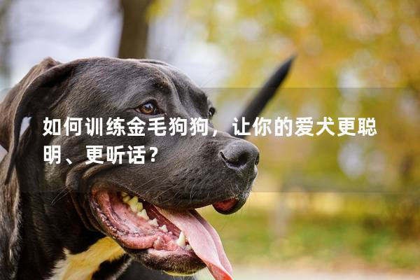 如何训练金毛狗狗，让你的爱犬更聪明、更听话？