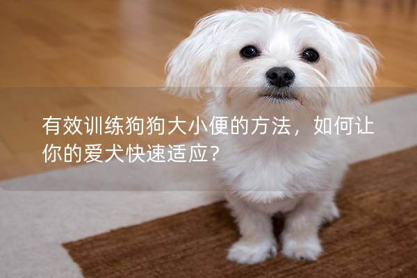 有效训练狗狗大小便的方法，如何让你的爱犬快速适应？