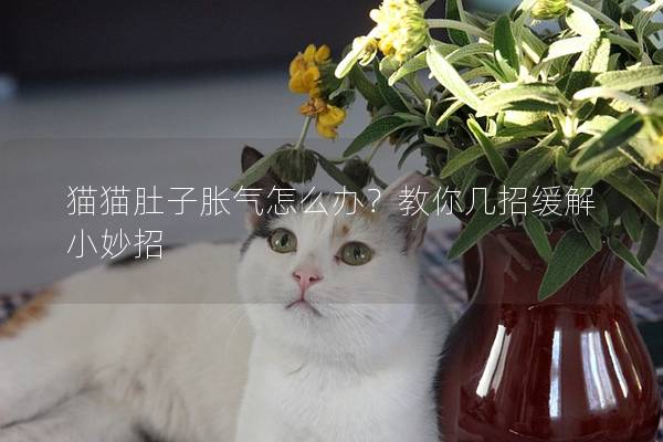 猫猫肚子胀气怎么办？教你几招缓解小妙招