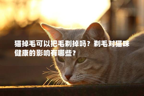 猫掉毛可以把毛剃掉吗？剃毛对猫咪健康的影响有哪些？