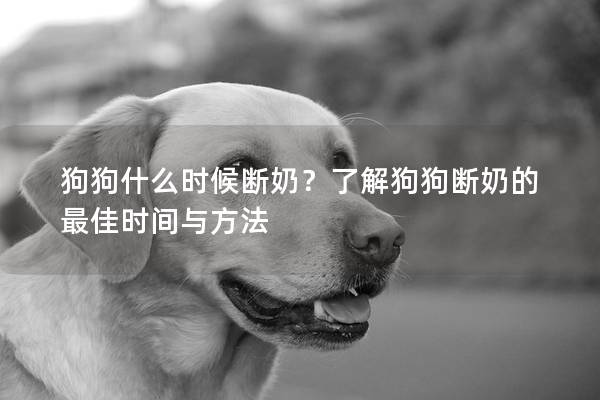 狗狗什么时候断奶？了解狗狗断奶的最佳时间与方法