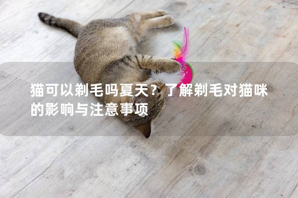 猫可以剃毛吗夏天？了解剃毛对猫咪的影响与注意事项