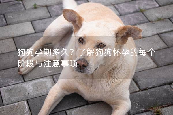 狗狗孕期多久？了解狗狗怀孕的每个阶段与注意事项