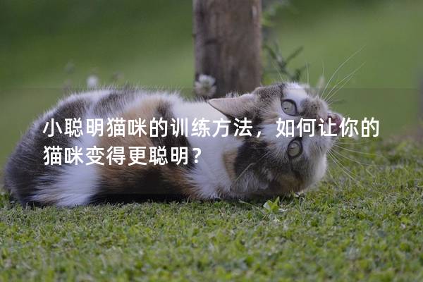 小聪明猫咪的训练方法，如何让你的猫咪变得更聪明？