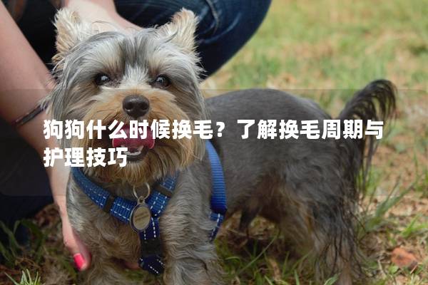 狗狗什么时候换毛？了解换毛周期与护理技巧