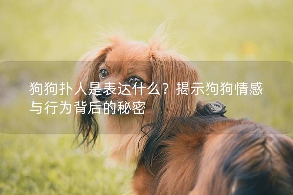 狗狗扑人是表达什么？揭示狗狗情感与行为背后的秘密