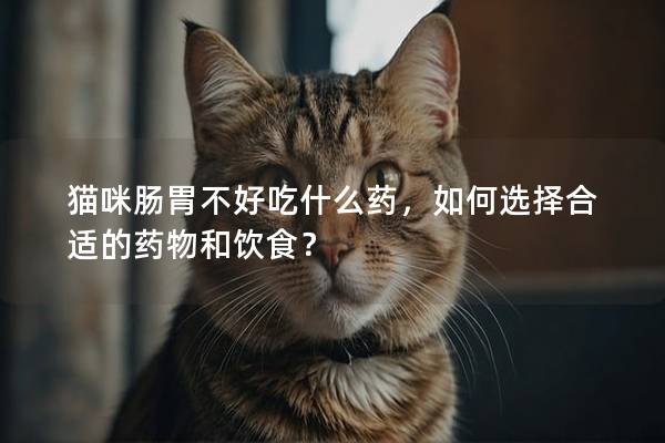 猫咪肠胃不好吃什么药，如何选择合适的药物和饮食？