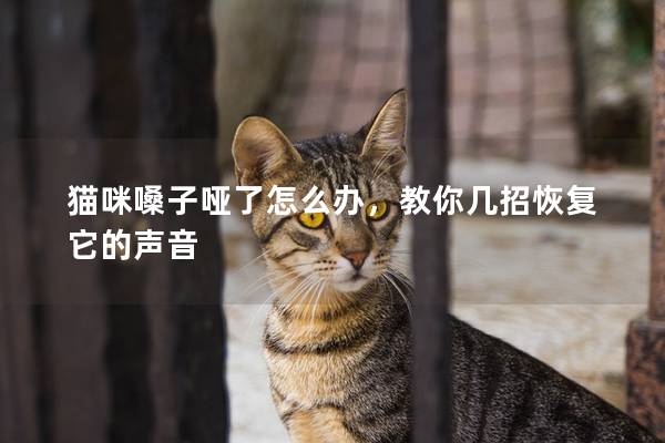 猫咪嗓子哑了怎么办，教你几招恢复它的声音