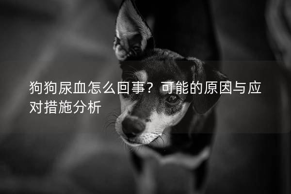 狗狗尿血怎么回事？可能的原因与应对措施分析