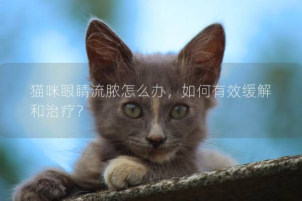 猫咪眼睛流脓怎么办，如何有效缓解和治疗？