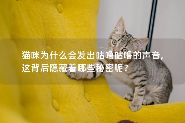 猫咪为什么会发出咕噜咕噜的声音,这背后隐藏着哪些秘密呢？