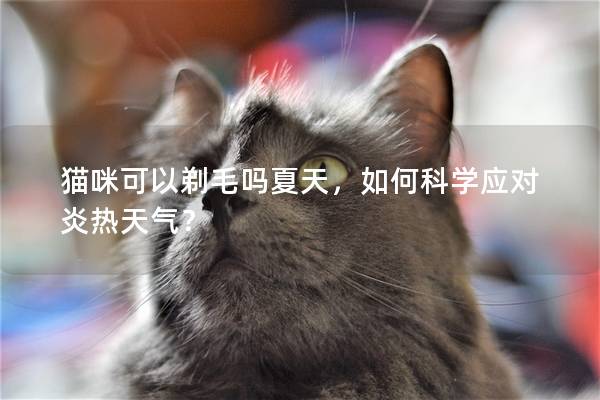 猫咪可以剃毛吗夏天，如何科学应对炎热天气？