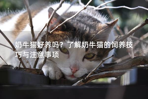 奶牛猫好养吗？了解奶牛猫的饲养技巧与注意事项