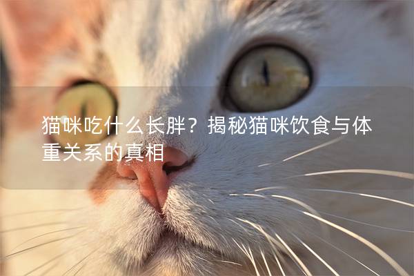 猫咪吃什么长胖？揭秘猫咪饮食与体重关系的真相