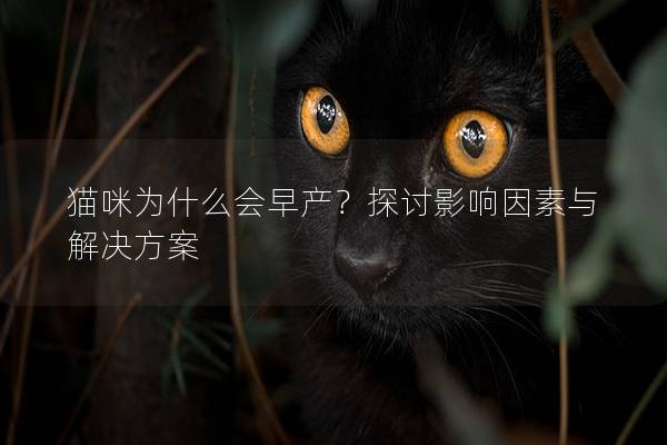 猫咪为什么会早产？探讨影响因素与解决方案