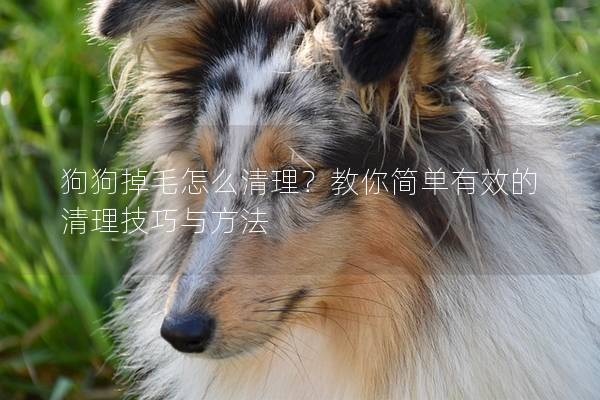 狗狗掉毛怎么清理？教你简单有效的清理技巧与方法