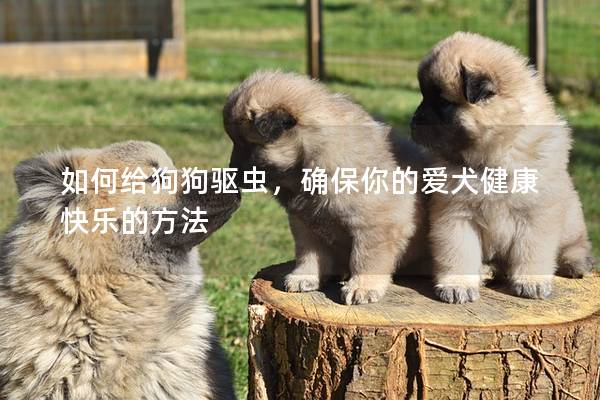 如何给狗狗驱虫，确保你的爱犬健康快乐的方法