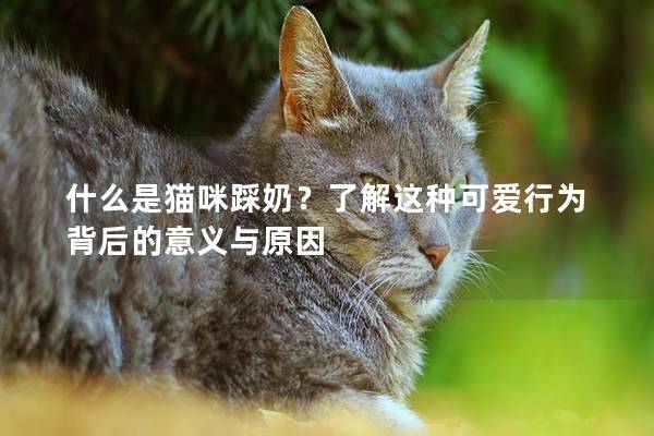 什么是猫咪踩奶？了解这种可爱行为背后的意义与原因