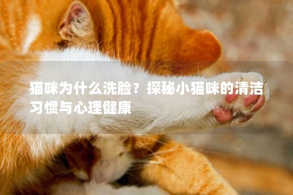 猫咪为什么洗脸？探秘小猫咪的清洁习惯与心理健康