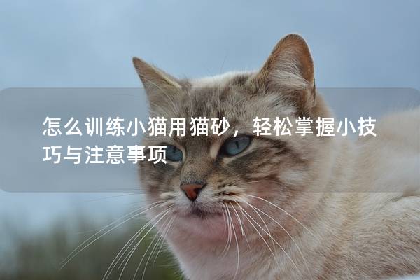 怎么训练小猫用猫砂，轻松掌握小技巧与注意事项