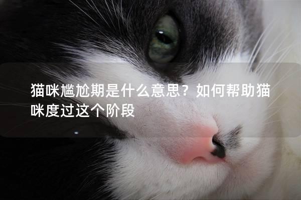 猫咪尴尬期是什么意思？如何帮助猫咪度过这个阶段