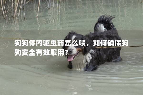 狗狗体内驱虫药怎么喂，如何确保狗狗安全有效服用？