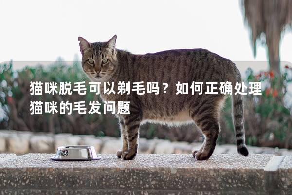 猫咪脱毛可以剃毛吗？如何正确处理猫咪的毛发问题