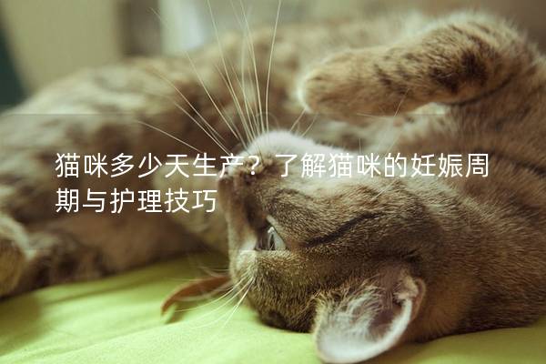 猫咪多少天生产？了解猫咪的妊娠周期与护理技巧