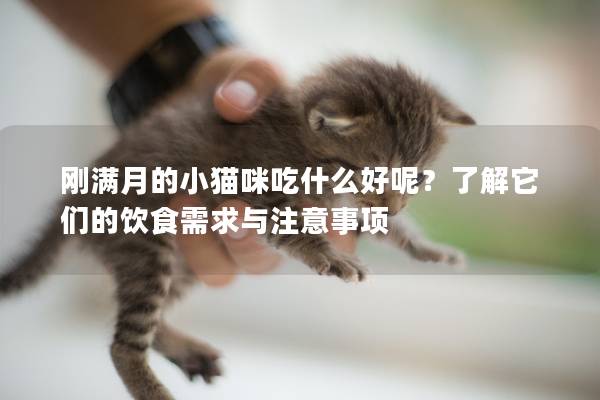 刚满月的小猫咪吃什么好呢？了解它们的饮食需求与注意事项