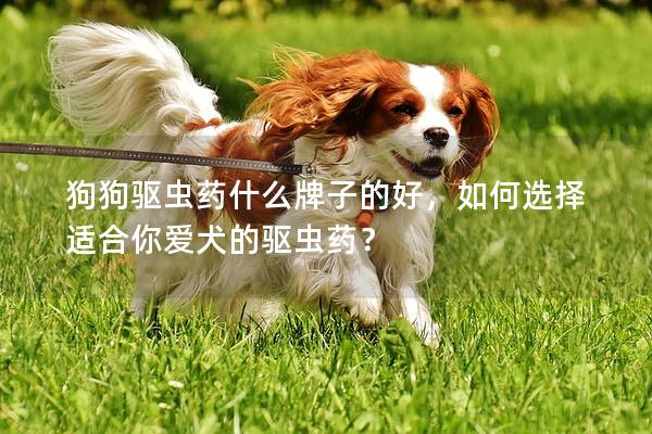 狗狗驱虫药什么牌子的好，如何选择适合你爱犬的驱虫药？